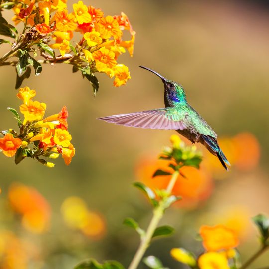 Yellow Flowers a Bird Spread Wings