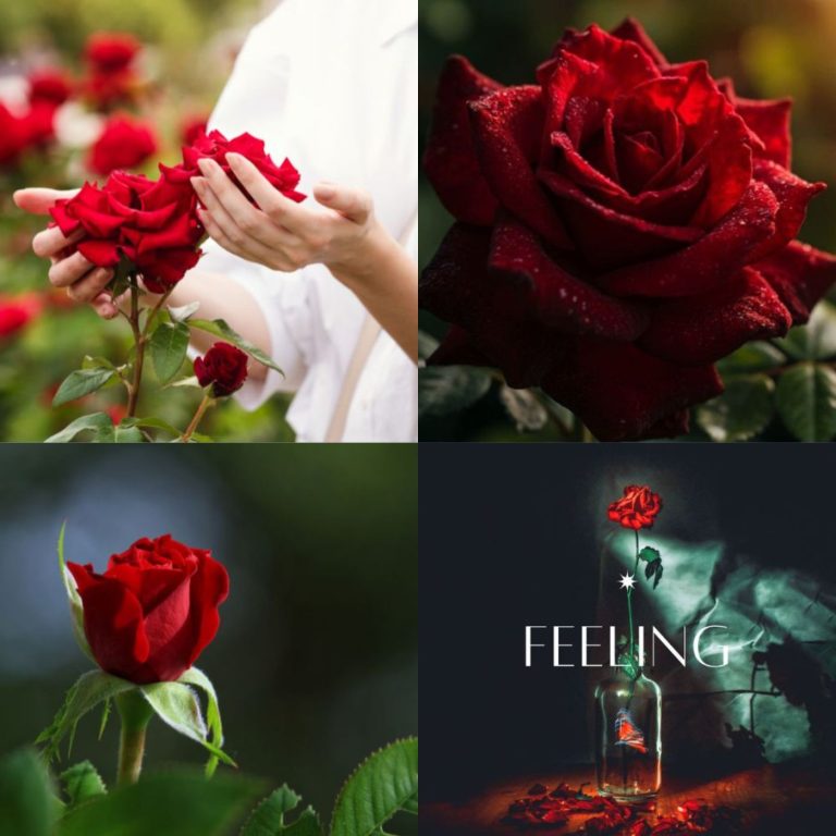 Red Modern Rose Music Album Cover