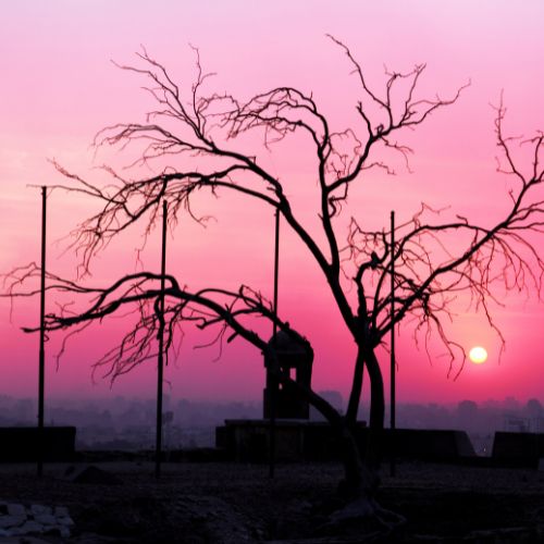 A dead tree stands alone in a field, silhouetted against a vibrant sunset sky