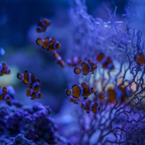 A vibrant clownfish swims among colorful anemones in a clear aquarium