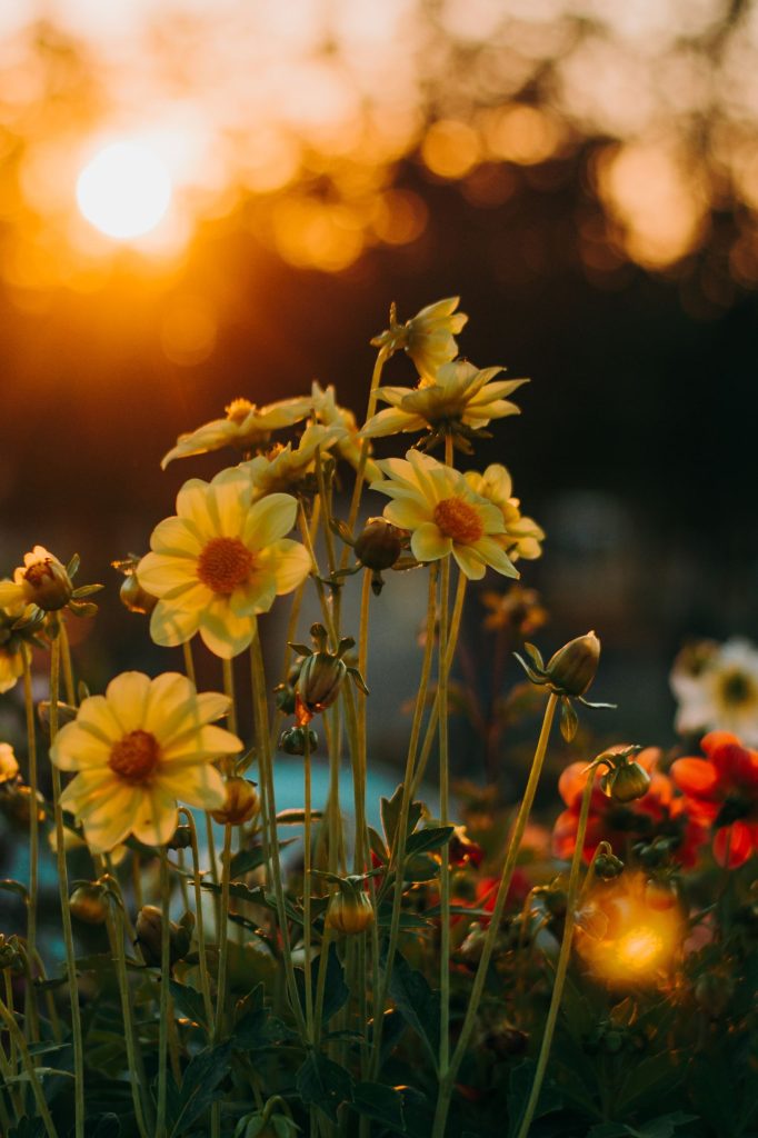 Captivating Flower Captions for Instagram