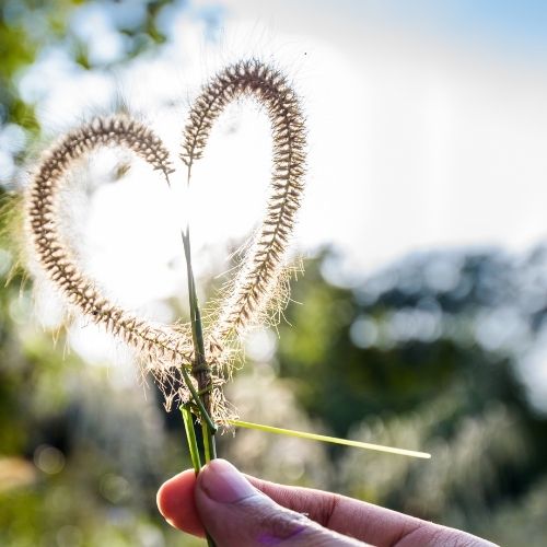 A person holds a heart-shaped plant against the sun, symbolizing love and nature's beauty