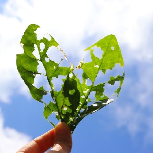 A person holds a leaf with several holes, showcasing its texture and the effects of insects or environmental factors