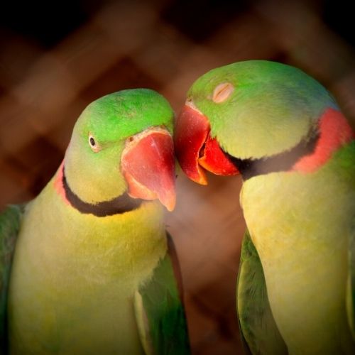 Two green parrots stand side by side, showcasing their vibrant feathers and curious expressions