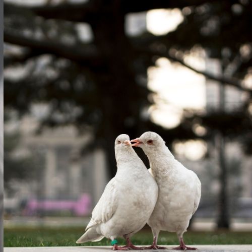 Two white pigeons perched on a ledge in front of a building